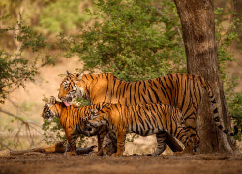 Jim Corbett National Park- A Safari To Cherish