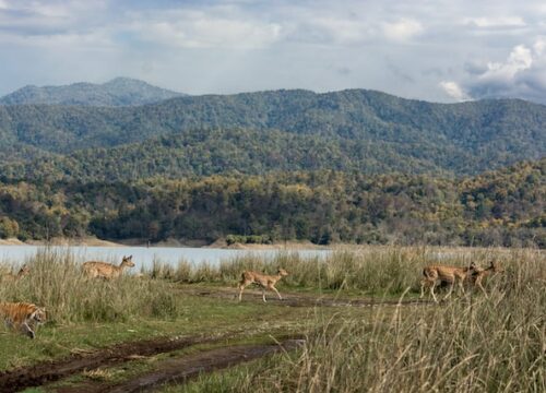 What Makes Jim Corbett Park A Major Tourist Destination