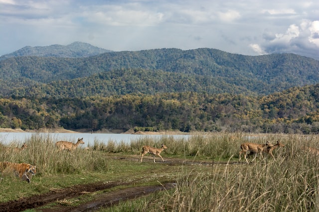 jim corbett