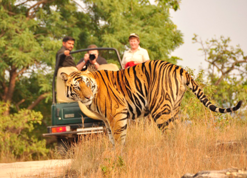 The Story Behind the Jungle: A Historical Journey through Jim Corbett National Park